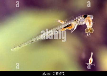 Barsch, Europäische Barsch, Redfin Barsch (Percha Fluviatilis), Larve von Zyklopen angegriffen wird Stockfoto