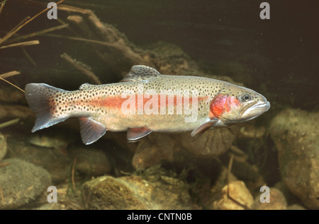 Regenbogenforelle (Oncorhynchus Mykiss, Salmo Gairdneri), milkner Stockfoto