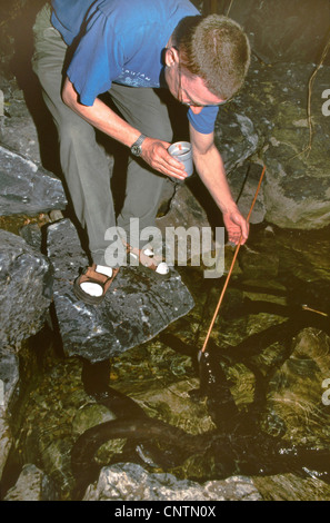 Weißen Aal (Anguilla Dieffenbachii), Mann Fütterung zahme Aale an einem Fluss, Neuseeland, Südinsel Stockfoto