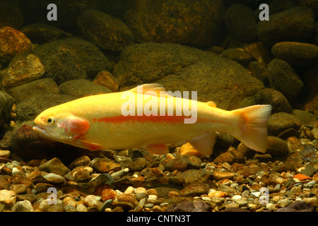 Regenbogenforelle (Oncorhynchus Mykiss, Salmo Gairdneri), goldene Rasse Stockfoto