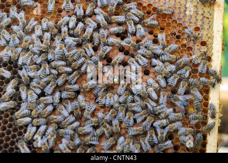 Honigbiene, Bienenkorb Biene (Apis Mellifera Mellifera), Honig-Bienen mit markierten Bienenkönigin auf Waben Stockfoto