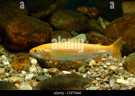 Regenbogenforelle (Oncorhynchus Mykiss, Salmo Gairdneri), goldene Rasse Stockfoto