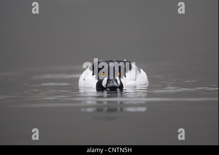 Schellenten, Goldeneye Entlein (Bucephala Clangula), Männlich/Drake in Bedrohung Körperhaltung, Großbritannien, Schottland, Cairngorm National Park Stockfoto