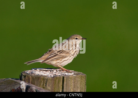 Wiese Pitpit (Anthus Pratensis), auf Haufen, Niederlande, Texel Stockfoto