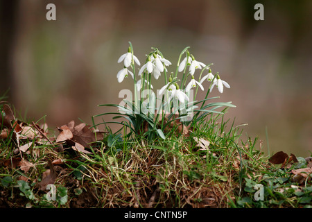 gemeinsamen Schneeglöckchen (Galanthus Nivalis), blühend, Deutschland Stockfoto