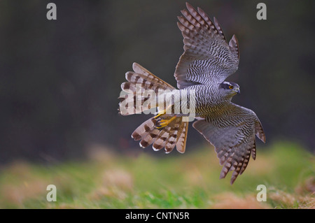 nördlichen Habicht (Accipiter Gentilis), im Flug über Rodungen, Großbritannien, Schottland, Cairngorm National Park Stockfoto