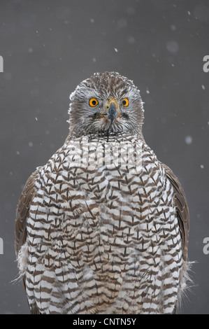 nördlichen Habicht (Accipiter Gentilis), erwachsenes Weibchen bei fallenden Schnee, Großbritannien, Schottland, Cairngorm National Park Stockfoto