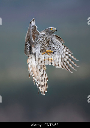 nördlichen Habicht (Accipiter Gentilis), im Flug, Großbritannien, Schottland, Cairngorm National Park Stockfoto