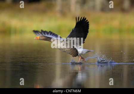 Graugans (Anser Anser), Ausziehen aus Spiegel ruhig man, Großbritannien, Schottland, Cairngorm National Park Stockfoto