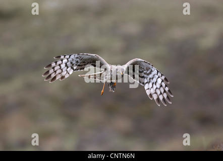 Kornweihe (Circus Cyaneus), erwachsenes Weibchen mit einer Beute, Großbritannien, Schottland, Sutherland Stockfoto