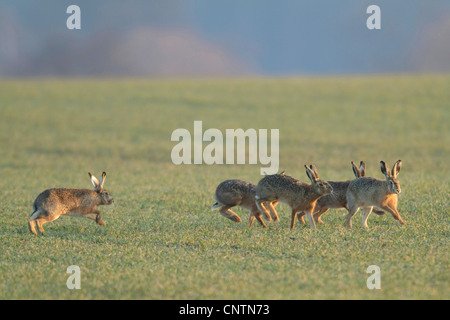 Feldhase (Lepus Europaeus), Gruppe auf einem Feld, Deutschland Stockfoto