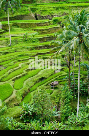 Im Bereich Tegallalang des zentral-Bali befinden sich einige der spektakulärsten und dramatische Reisterrassen auf Bali, Indonesien. Stockfoto