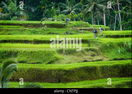 Im Bereich Tegallalang des zentral-Bali befinden sich einige der spektakulärsten und dramatische Reisterrassen auf Bali, Indonesien. Stockfoto