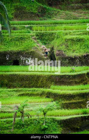 Im Bereich Tegallalang des zentral-Bali befinden sich einige der spektakulärsten und dramatische Reisterrassen auf Bali, Indonesien. Stockfoto