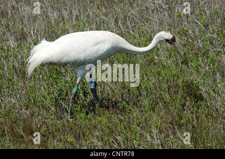 Eine männliche Schreikranich Grus Americana, ernährt sich im Aransas National Wildlife Refuge, Barriere-Inseln, Golfküste, Texas, USA. Stockfoto