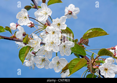Blühende wilde Kirsche / Süßkirsche (Prunus Avium) mit Knospen bersten und weißen Blüten im Frühling, Belgien Stockfoto
