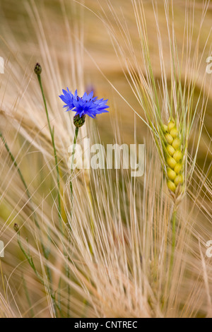 Ackerland mit Wildblumen und Unkraut wie Kornblumen (Centaurea Cyanus) unter Weizen Spitzen im Kornfeld Stockfoto