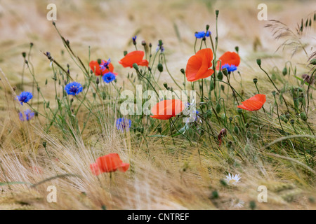 Wildblumen und Unkraut wie Kornblumen (Centaurea Cyanus) und Mohn im Kornfeld auf Ackerland Stockfoto