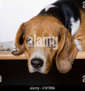 Beagle-Hund (Canis Lupus Familiaris)-Porträt Stockfoto