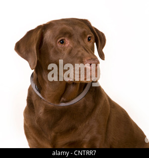Labrador Retriever Hund (Canis Lupus Familiaris) Porträt Stockfoto