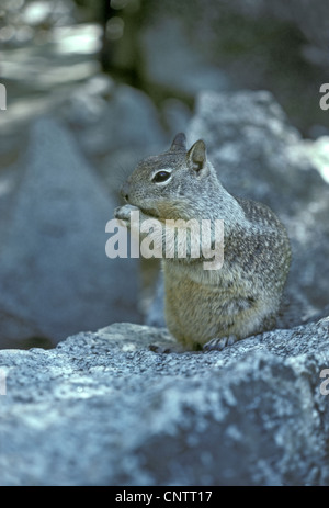 California Grundeichhörnchen (Otospermophilus Beecheyi) Inyo National Forest, Kalifornien Sierra reichen uns. Stockfoto