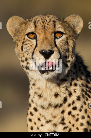 Gepard (Acinonyx Jubatus) Kopf auf Portrait, Südafrika Stockfoto