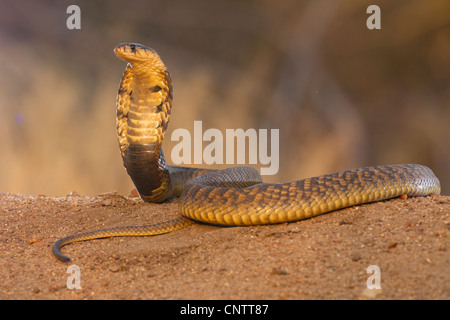 Snouted Kobra (Naja Annulifera) Schlange, Kapuzen in Abwehrhaltung in Südafrika Stockfoto