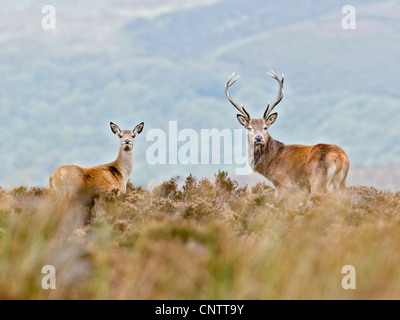 Rotwild-Hirsch und Hirschkuh auf Exmoor Stockfoto