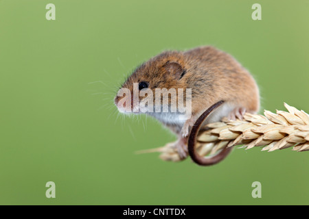 Zwergmaus; Micromys Minutus; auf Ähre; UK Stockfoto