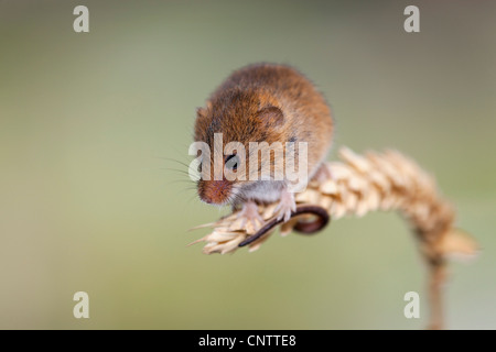 Zwergmaus; Micromys Minutus; auf Ähre; UK Stockfoto