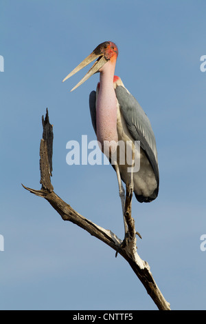 Marabou Storch (Leptoptilos Crumeniferus) thront auf einem toten Baum im Krügerpark in Südafrika Stockfoto