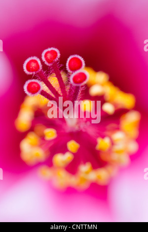 Hibiskus Blume; Rosa; Nahaufnahme Stockfoto