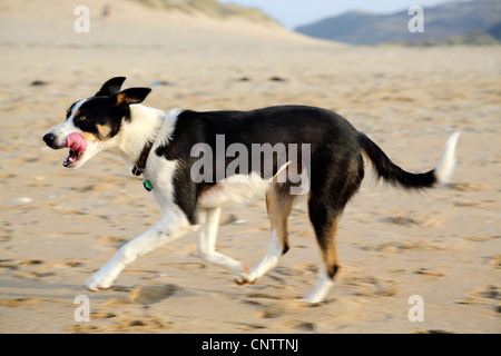 Hund am Strand von Holywell; Cornwall; UK Stockfoto