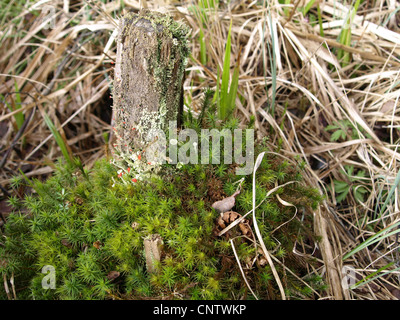 alten Baumstumpf mit Moosen, Flechten und Gräser im Frühjahr / Baumstumpf Mit Moos, Flechten Und Gräsern zu ändern Stockfoto