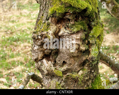 alte Eiche / Alte Eiche Stockfoto