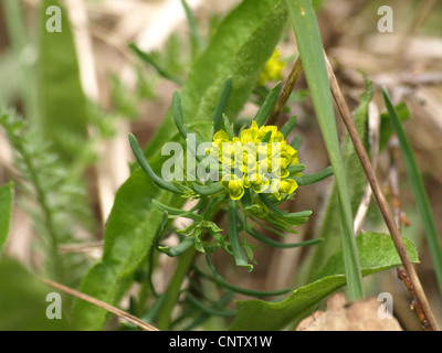 Zypressen-Wolfsmilch / Euphorbia Cyparissias / Zypressenwolfsmilch Stockfoto