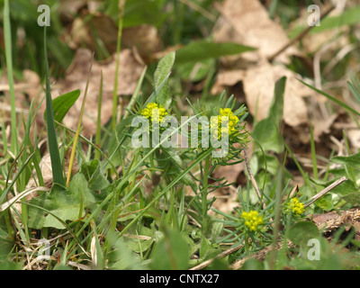 Zypressen-Wolfsmilch / Euphorbia Cyparissias / Zypressenwolfsmilch Stockfoto