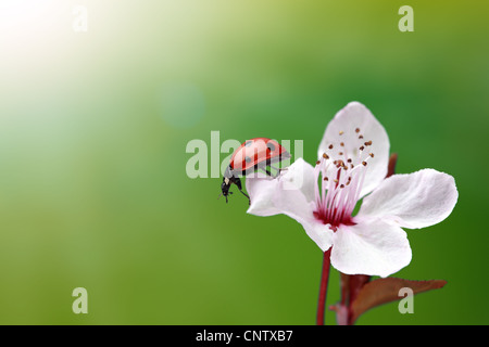Marienkäfer auf Blume Stockfoto