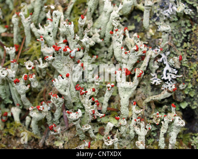 Flechten / Cladonia Macilenta / Rotfrüchtige Säulenflechte Stockfoto