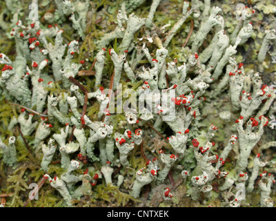 Flechten / Cladonia Macilenta / Rotfrüchtige Säulenflechte Stockfoto