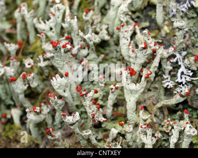 Flechten / Cladonia Macilenta / Rotfrüchtige Säulenflechte Stockfoto