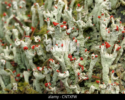 Flechten / Cladonia Macilenta / Rotfrüchtige Säulenflechte Stockfoto
