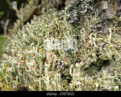 Flechten / Cladonia Macilenta / Rotfrüchtige Säulenflechte Stockfoto