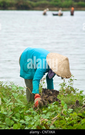 Vertikale Nahaufnahme von Frauen Landwirte ernten Rong biển oder Vietnamesische Algen an den Ufern des Mekong, Vietnam Stockfoto