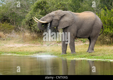 Afrikanischen Elefantenbullen (Loxodonta Africana) Trinkwasser aus einer natürlichen Pfanne in Südafrikas Krüger Nationalpark Stockfoto