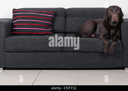 Chocolate Labrador auf grauen Sofa sitzen Stockfoto