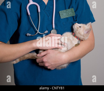 Junge Kätzchen vom Tierarzt gesehen zu werden. Stockfoto