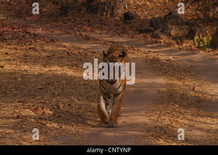 Royal Bengal Tiger gehen auf die Straße Stockfoto
