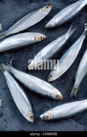 Nahaufnahme von Sardellen Fisch Stockfoto