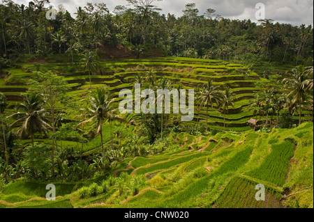 Im Bereich Tegallalang des zentral-Bali befinden sich einige der spektakulärsten und dramatische Reisterrassen auf Bali, Indonesien. Stockfoto